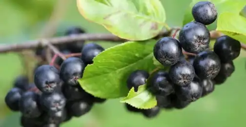 The Impact of Aronia Extract Powder on Blood Sugar Regulation
